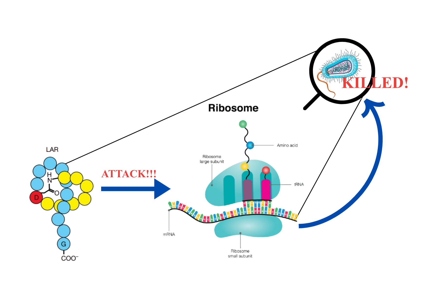Lariocidin lasso peptide illustration