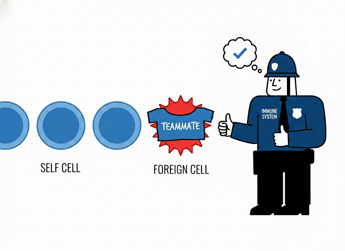 Medawar illustration